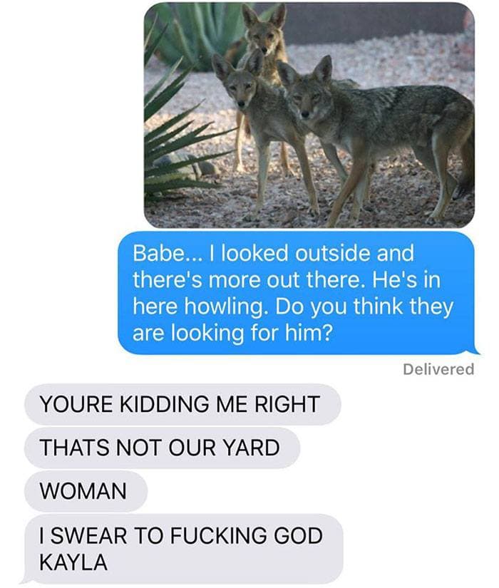 Coyote