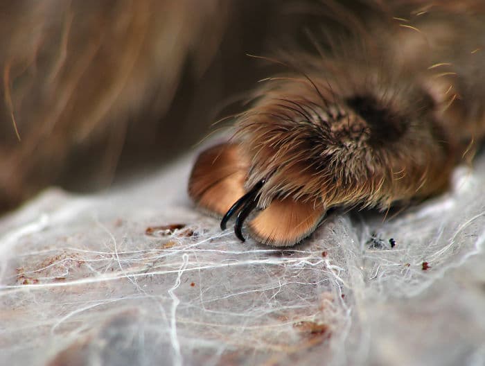 spider paws