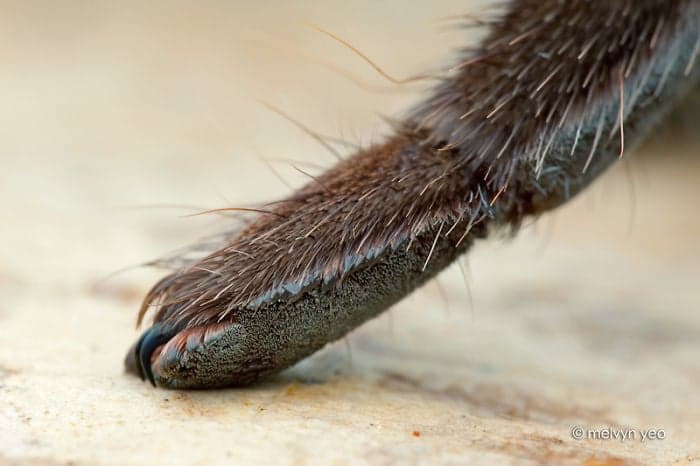 spider paws