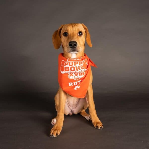 Puppy Bowl