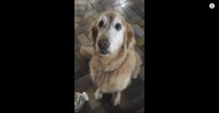 dog, tumor, biopsy,