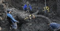 woolly mammoth, archaeology