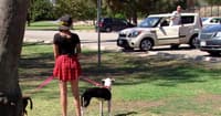 dogs