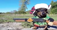 Crusoe the Dachshund
