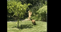 dogs bear