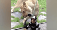 Lioness Baby
