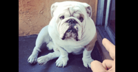 Titon The Bulldog