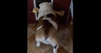 Bulldog