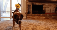 Boxer vs Cowboy
