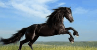 Black Horse