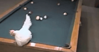 Chicken Billiards