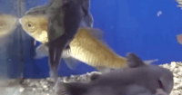 catfish