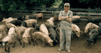 pig farmer