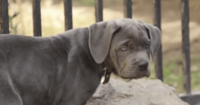 rescue puppy