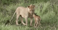 Lion Wildebeest
