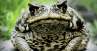 frog