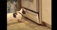 blind deaf dog