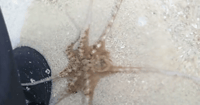 octopus hugs rescuer