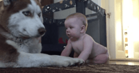 husky baby