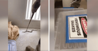 Eastern brown snake
