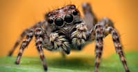 spider