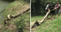 anaconda dog rescue