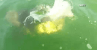 grouper eats shark