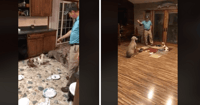 dogs