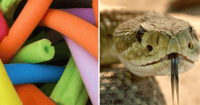 rattlesnake pool noodle