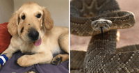 hero dog rattlesnake bite