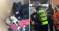 bristol car window smashed dogs car