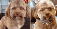 dog with human face