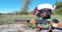Crusoe the Dachshund