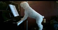Piano, Dog