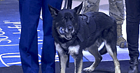 Nero Marine Dog