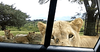 Lioness