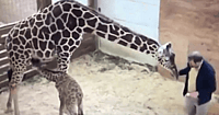 April the Giraffe