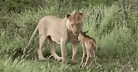 Lion Wildebeest