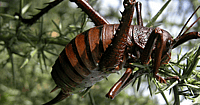 weta