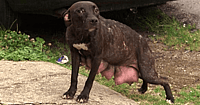 momma dog rescued puppies