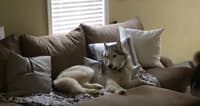 husky, Zeus the Husky, dog walk