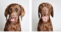 Rescue dog