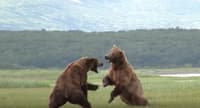 Grizzly bear fight