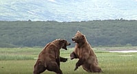 Grizzly bear fight