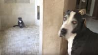 dog cat shower
