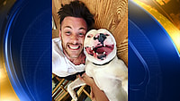 pitbull, bulldog, dog confiscation