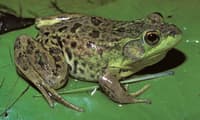 frog