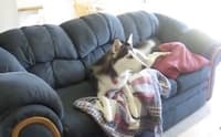 husky temper tantrum