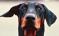 Doberman