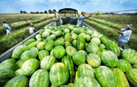 watermelons, farmer, joke, revenge